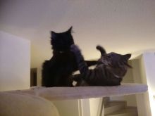 Aloe (neu Luna) & Krokus (neu Lucy) (5).JPG