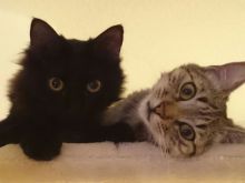 Aloe (neu Luna) & Krokus (neu Lucy) (6).JPG