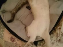 Merengue & Samba (5).JPG