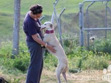 PELUSA (71) (Large).jpg