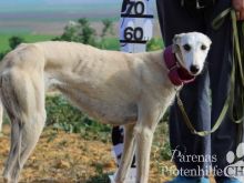 PELUSA (80) (Large).jpg