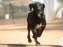 PAULCHEN (8) (Large).jpg