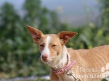 Millie (4) (Large).jpg