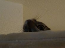 Aloe (neu Luna) & Krokus (neu Lucy) (1).JPG