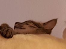 Aloe (neu Luna) & Krokus (neu Lucy) (11).JPG