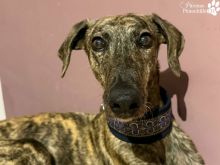 Foto 21.03.26, 08 51 49 (2).jpeg